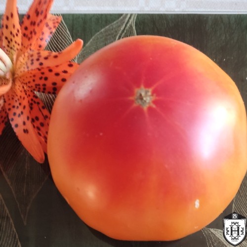 Solanum lycopersicum 'Old German' - Harilik tomat 'Old German' P9/0,55L    